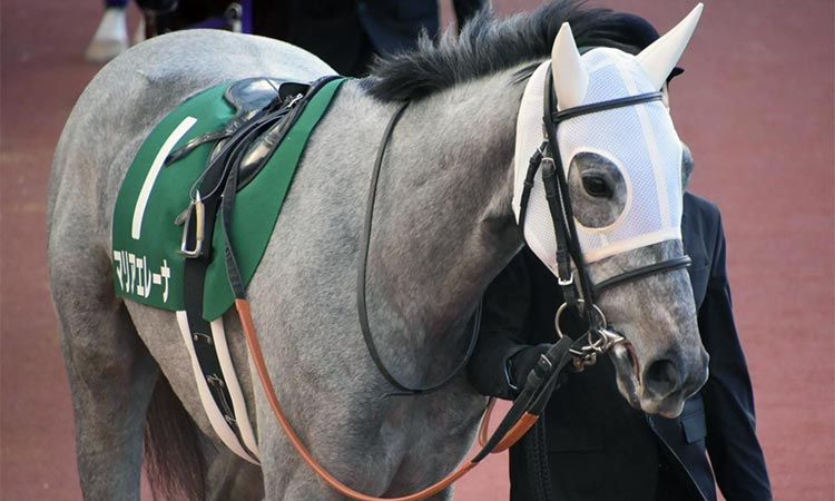 エルフィンステークスの競馬予想に役立つ3つのポイント