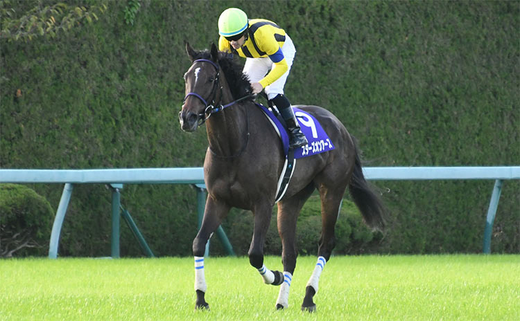 牡馬二冠馬まとめ】牡馬クラシック二冠を達成した競走馬と勝利した