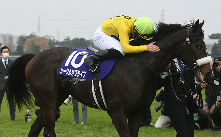 【阪神ジュベナイルフィリーズ(G1)まとめ】2022年12月11日に阪神競馬場で開催される！ ニュース・予想・データ・結果・出走馬など最新情報