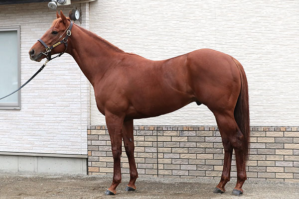 【フェブラリーS馬体診断】レモンポップ、ドライスタウトなどG1有力馬の馬体を診断！