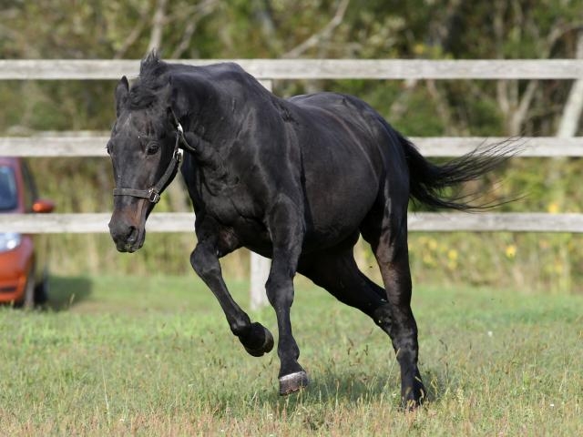 2023年に死亡した著名な競走馬・元競走馬