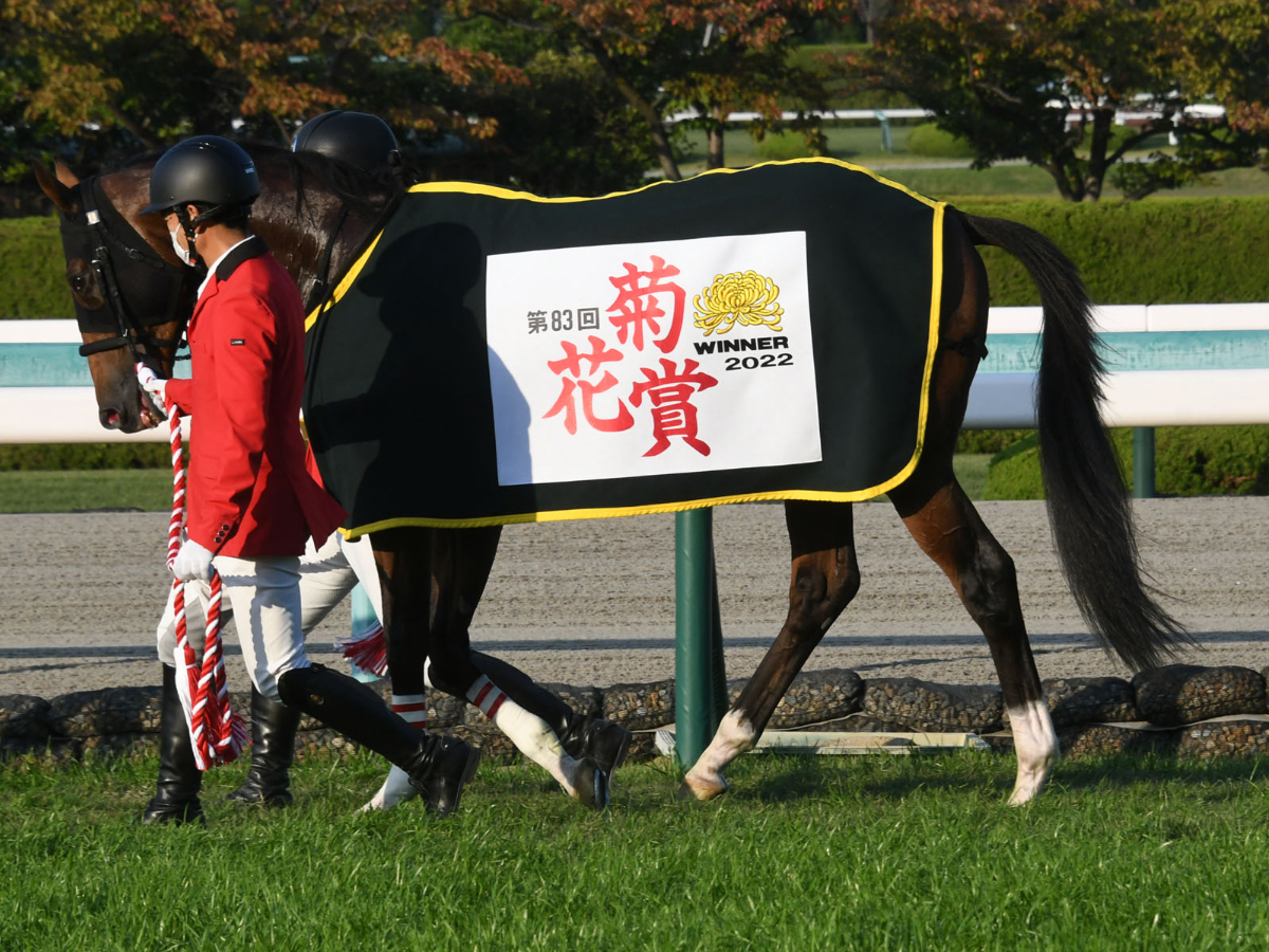 【菊花賞2023】出走予定馬・日程・レース概要・最新ニュースまとめ