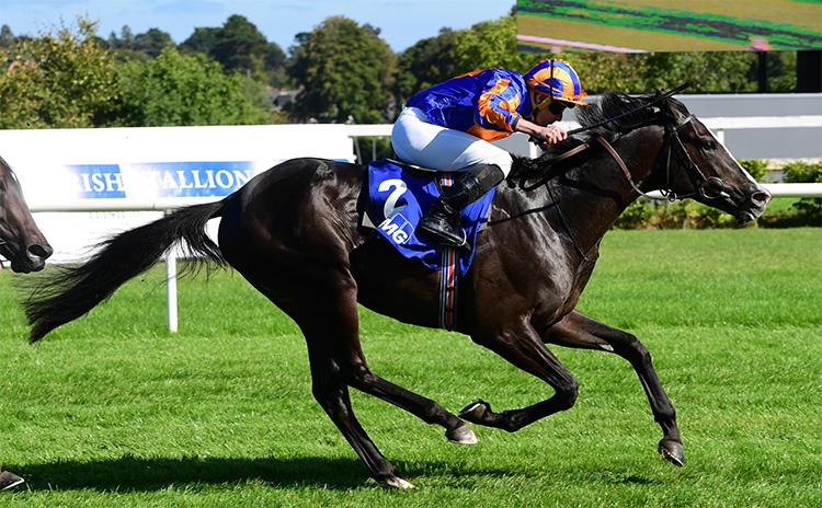 競馬 アイルランドダービー馬トレジャービーチのクイーンエリザベス ...