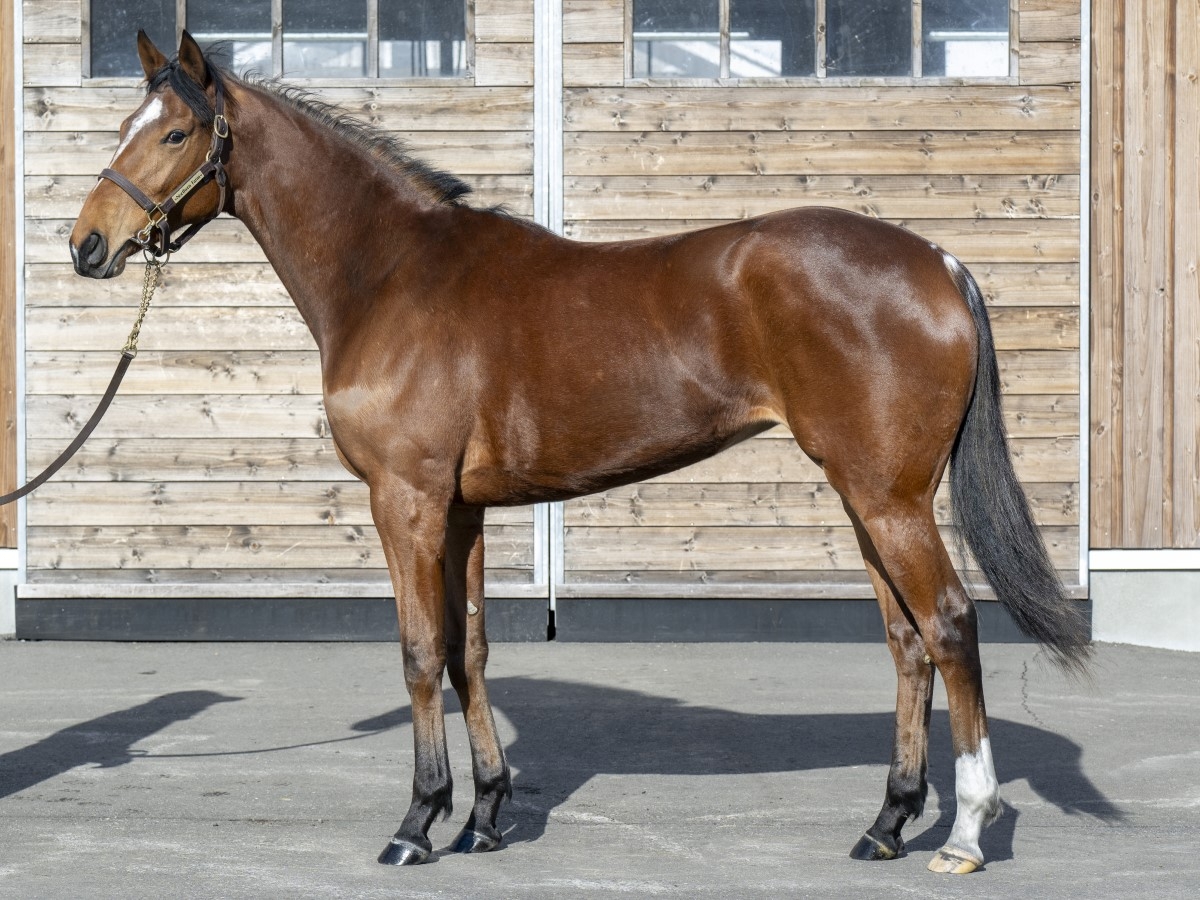 【POG2024-2025】藤田晋氏所有馬一覧まとめ