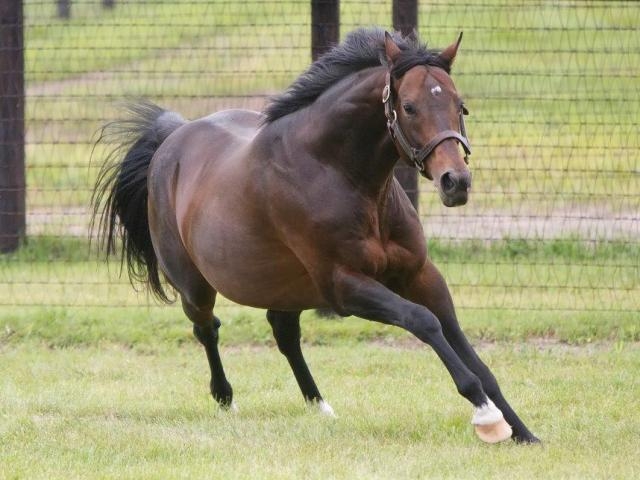 引退後社台SSで駆けるディープインパクト(ユーザー提供：阪神優勝！さん)