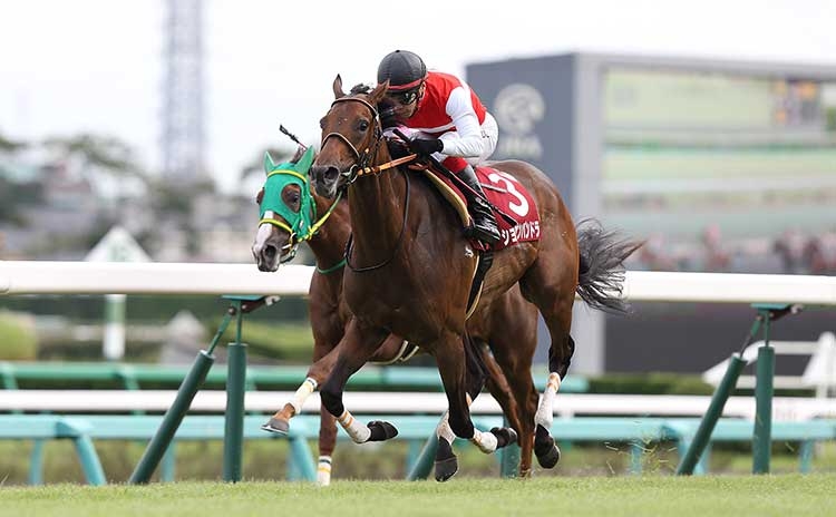 ショウナンパンドラとドリームジャーニーが同点1位(2015年のオールカマーゴール前、撮影：下野雄規)