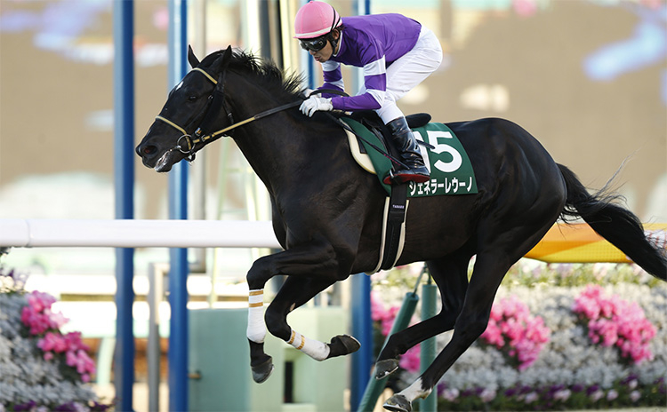 【京成杯予想】過去10年のレース結果（1～3着馬）のデータ一覧/競馬予想データ