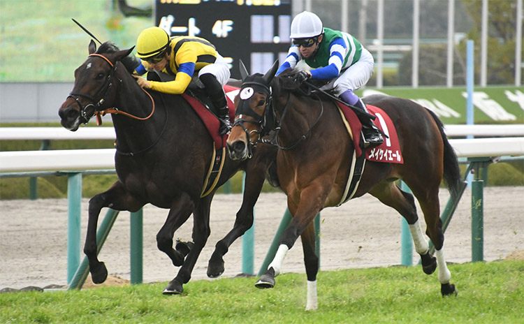 【チューリップ賞予想】過去10年のレース結果（1～3着馬）のデータ一覧/競馬予想データ