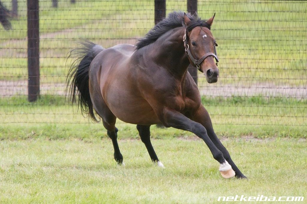 歴代1位はディープインパクト！(ユーザー提供：阪神優勝！さん)