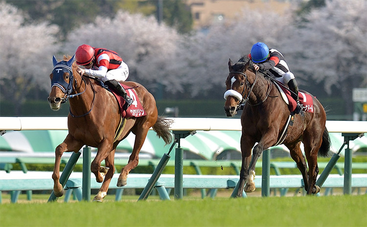 【日経賞予想】過去10年のレース結果（1～3着馬）のデータ一覧/競馬予想データ