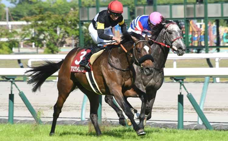 アスクワイルドモア(写真は京都新聞杯優勝時(C)netkeiba.com