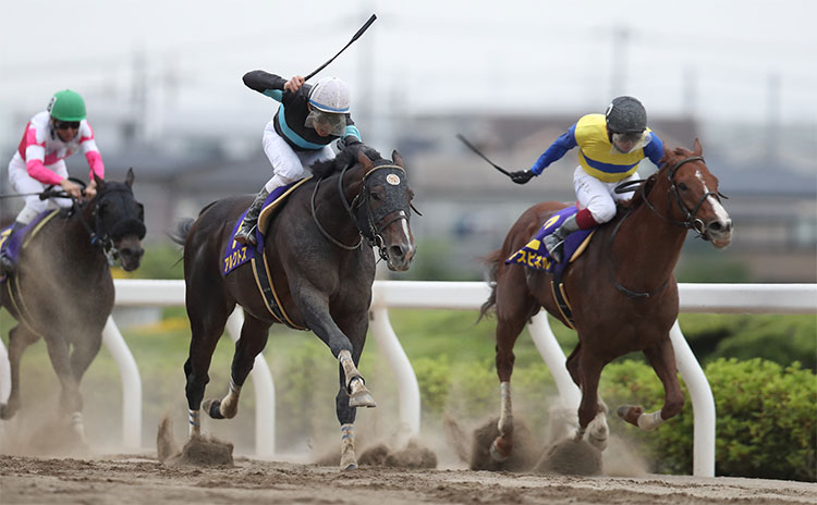 【さきたま杯予想】過去10年のレース結果（1～3着馬）のデータ一覧/競馬予想データ