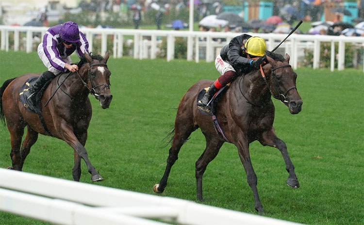 【プリンスオブウェールズS予想】過去10年のレース結果（1～3着馬）のデータ一覧/競馬予想データ