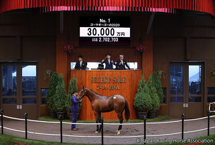 2021年セレクトセール・1歳馬セッション、3億円で落札されたゴーマギーゴーの2020(写真提供：日本競走馬協会)