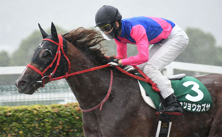 【プロキオンS予想】過去10年のレース結果（1～3着馬）のデータ一覧/競馬予想データ