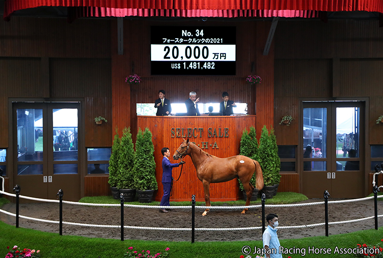 藤田晋氏が2億円で落札されたフォースタークルックの2021(写真提供：日本競走馬協会)