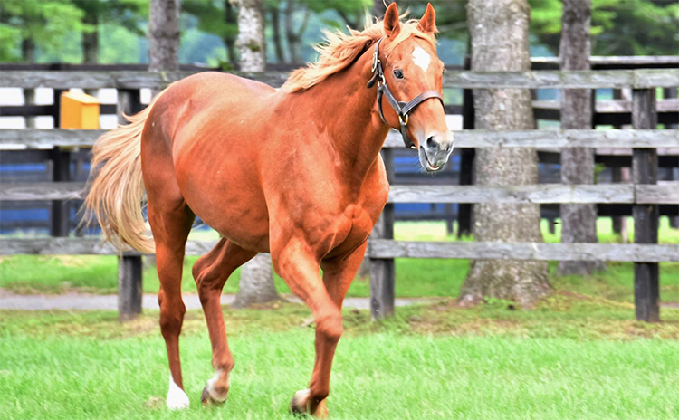 ジャックルマロワ賞（G1）歴代日本馬出走・成績一覧