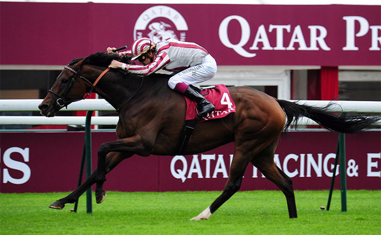 2011年優勝馬シリュスデゼーグル(写真は2013年ドラール賞出走時、ユーザー提供：メテオールさん)