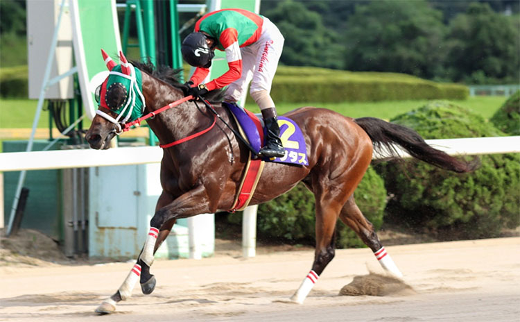 【サマーチャンピオン予想】過去10年のレース結果（1～3着馬）のデータ一覧/競馬予想データ