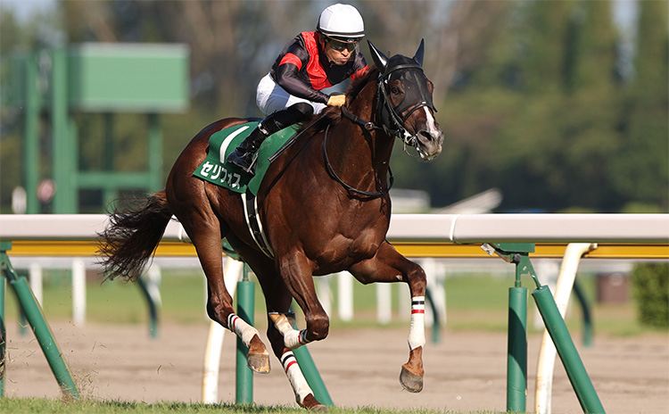 第41回新潟2歳ステークスを3番人気で制したセリフォス、鞍上は川田将雅騎手(撮影：高橋正和)