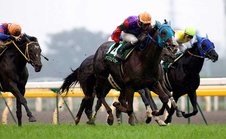 歴代の新潟記念ではトップガンジョーとサンレイジャスパーが同率1位(撮影：下野雄規)