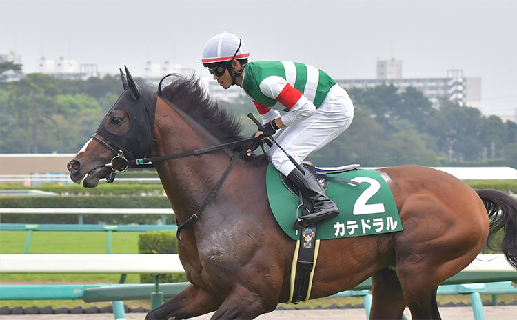 【京成杯オータムハンデ予想】過去10年のレース結果（1～3着馬）のデータ一覧/競馬予想データ