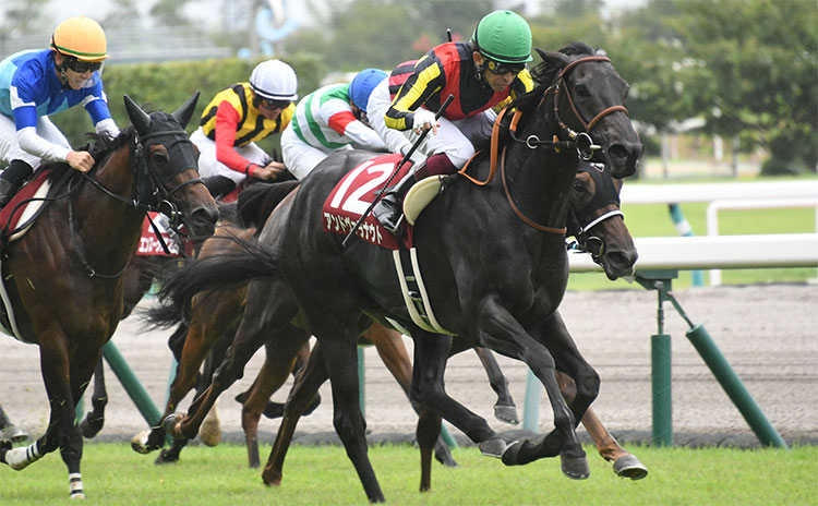 【ローズS予想】過去10年のレース結果（1～3着馬）のデータ一覧/競馬予想データ