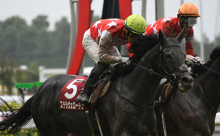 【神戸新聞杯予想】人気、ローテーションなど過去10年のレース結果(1～3着馬)のデータ一覧/競馬予想データ