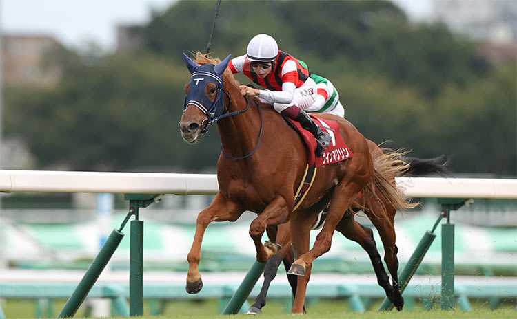 【オールカマー予想】近年は牝馬が好成績…など過去10年のレース結果(1～3着馬)のデータ一覧/競馬予想データ