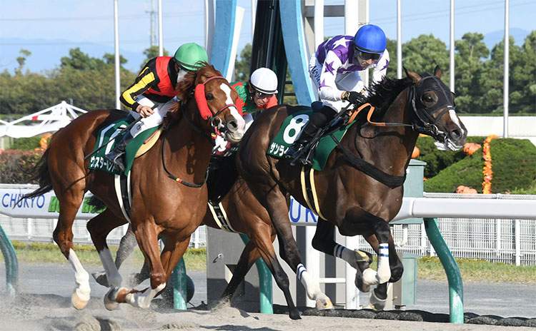 【シリウスステークス予想】過去10年のレース結果(1～3着馬)のデータ一覧/競馬予想データ