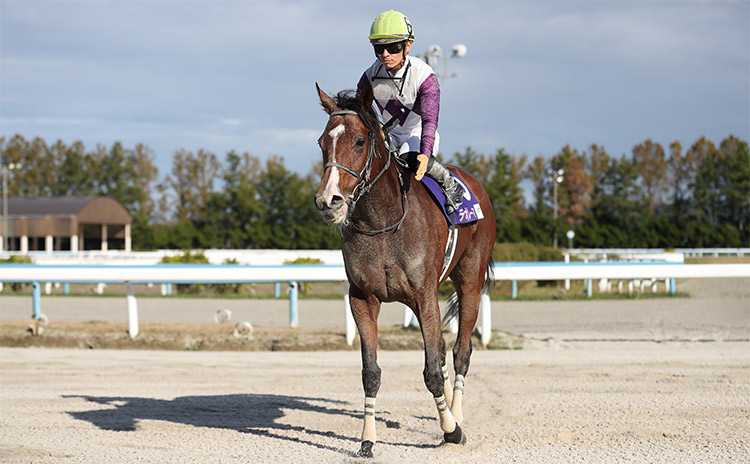 【JBCレディスクラシック予想】比較的固めの決着が多いレースで狙うべき馬は…過去10年のレース結果(1～3着馬)のデータ一覧/競馬予想データ