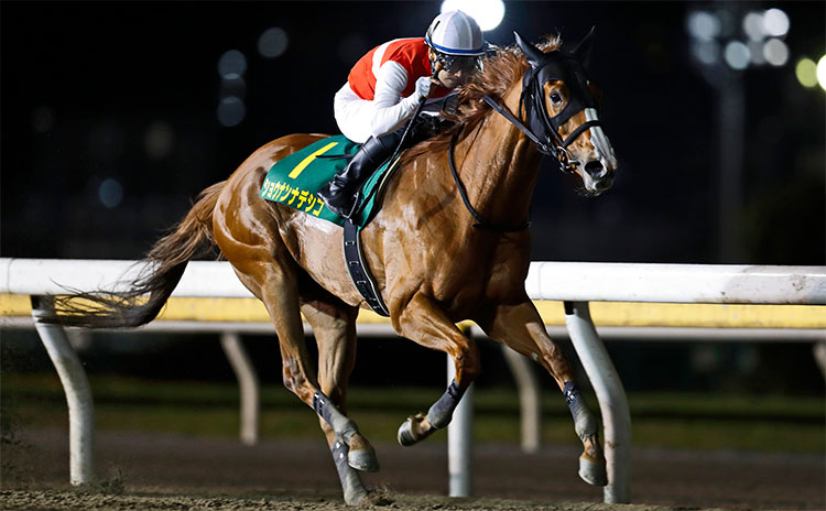 牝馬同士では抜けた存在のショウナンナデシコ(撮影：高橋正和)