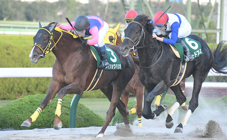 【みやこS予想】ここ3年の勝ち馬に共通するデータとは!? 過去10年のレース結果(1～3着馬)のデータ一覧/競馬予想データ