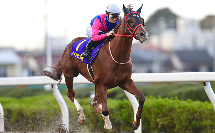 【浦和記念予想】狙うべき馬は先行脚質の関西馬！ 過去10年のレース結果(1～3着馬)のデータ一覧/競馬予想データ