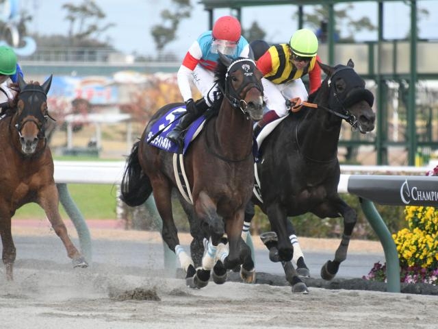 【チャンピオンズカップ(G1)まとめ】2022年12月4日に中京競馬場で開催される！ ニュース・予想・データ・結果・出走馬など最新情報