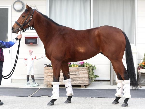 朝日杯FSに出走するダノンタッチダウン(c)netkeiba.com