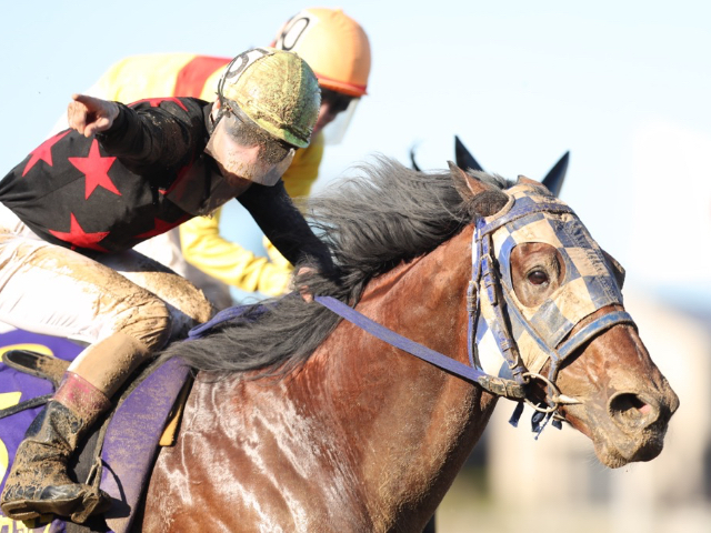 2019年JBCスプリント勝利時のブルドッグボス(撮影：高橋正和)