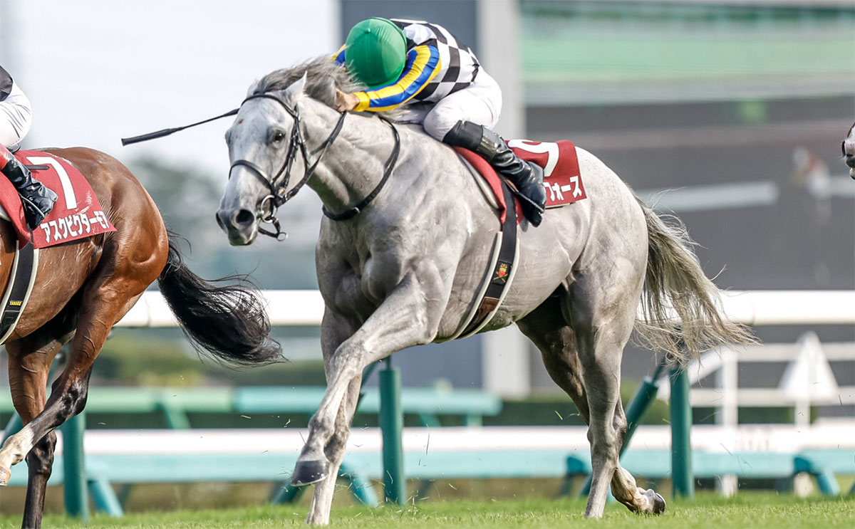 【AJCC最新情報】古馬中距離路線の新星現れるか？