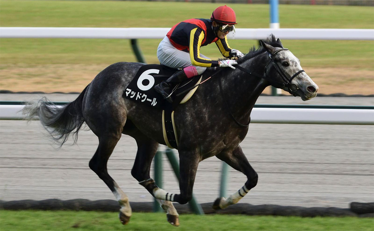 現在4連勝中と勢いはメンバー随一のマッドクール(ユーザー提供：お気楽さん)