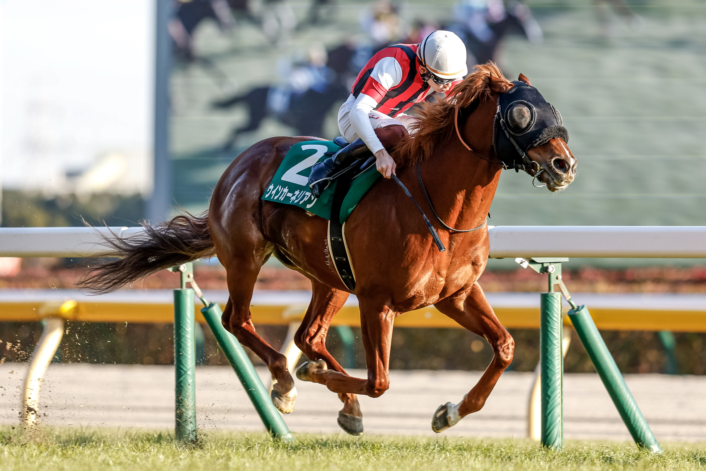 ゴール直前のウインカーネリアンと三浦皇成騎手(撮影：下野雄規)