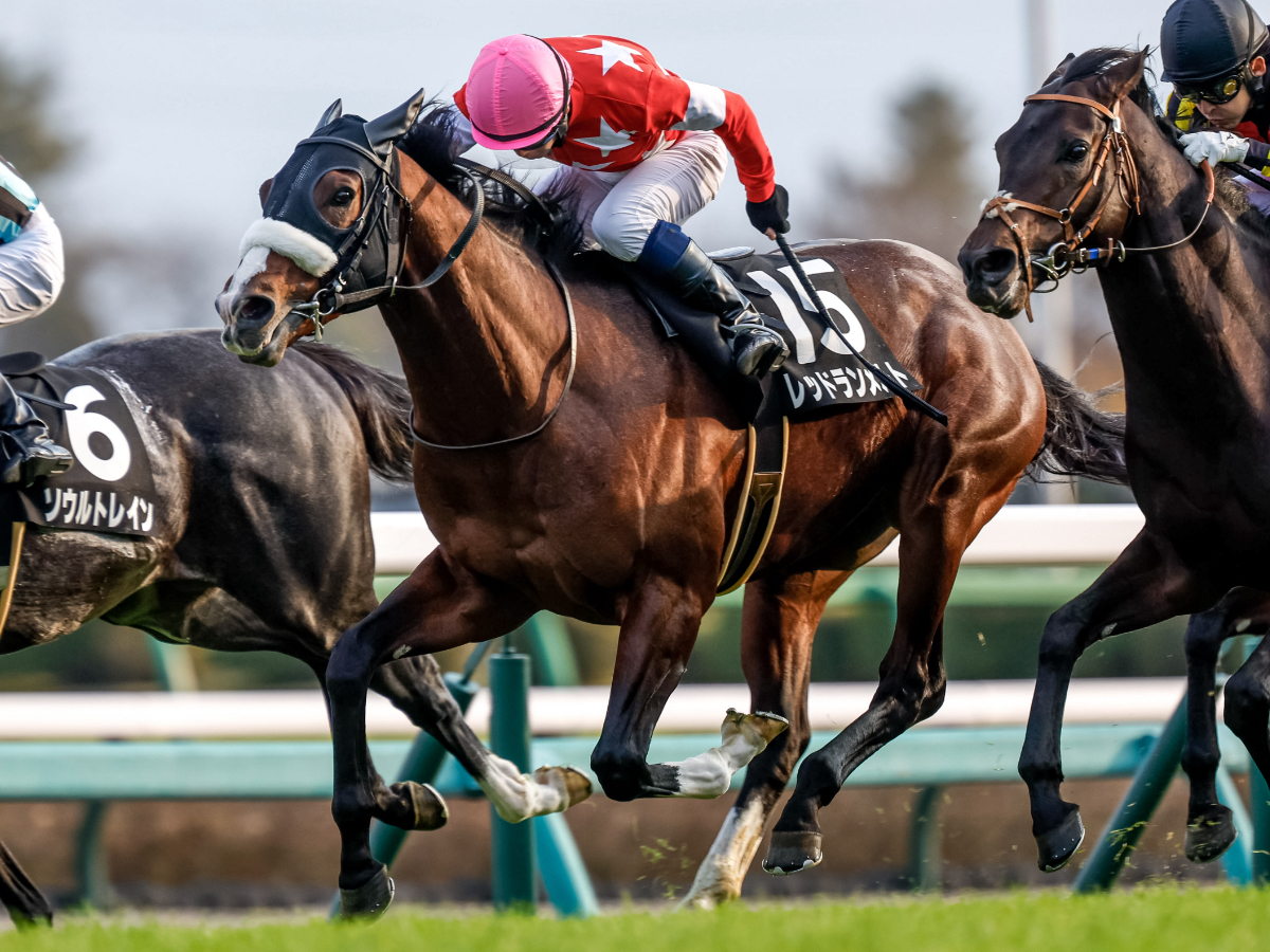 小倉大賞典出走予定のレッドランメルト(撮影：下野雄規)