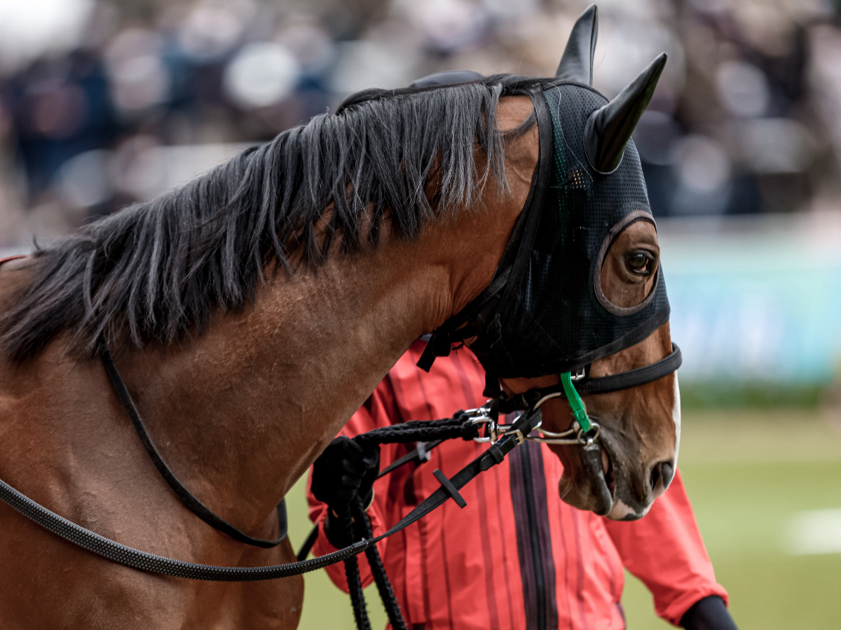 【弥生賞2023予想】有利な枠順は？ 過去10年の枠番・馬番の成績/競馬予想データ