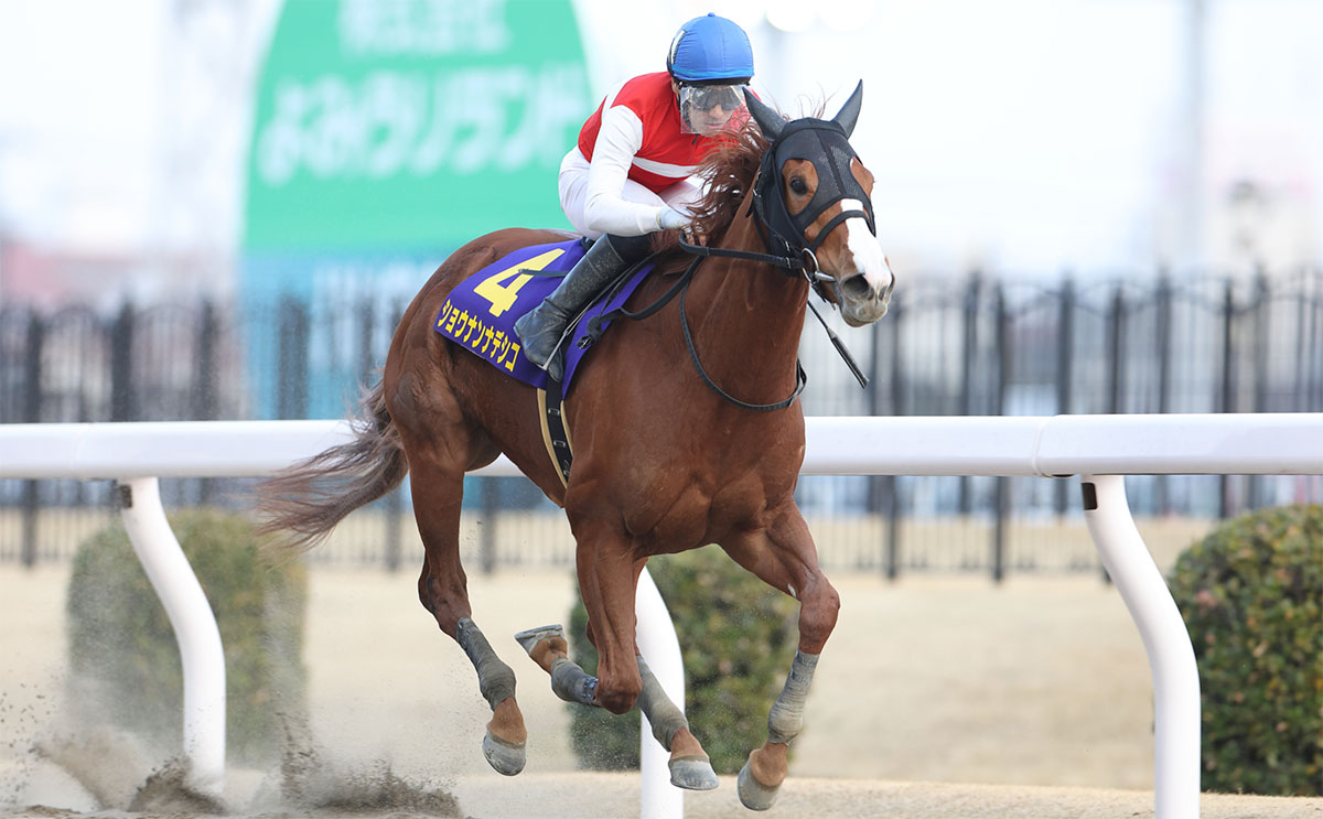 【エンプレス杯予想】過去10年のレース結果（1～3着馬）のデータから浮かび上がる予想のポイントとは？/競馬予想データ