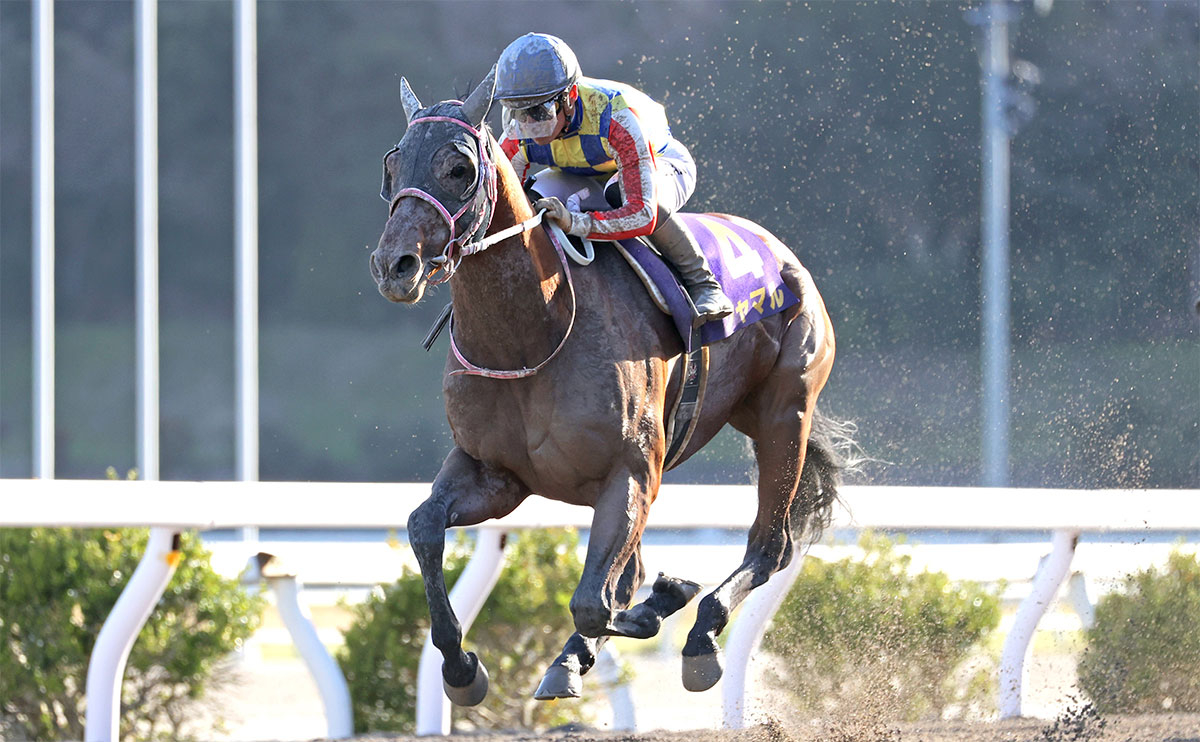 【黒船賞2023結果情報】鮮やかに抜け出したシャマルが完勝、重賞4勝目!!!!