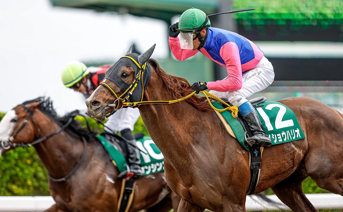 第29回マーチステークスはメイショウハリオが優勝(撮影：下野雄規)