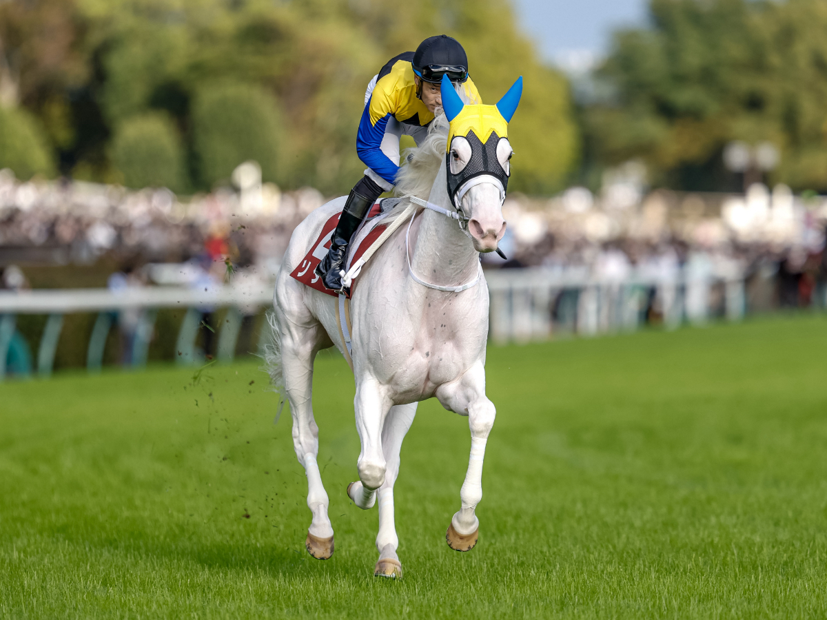 競走馬の「毛色」の種類を解説！ | 競馬用語まとめ | 競馬まとめ