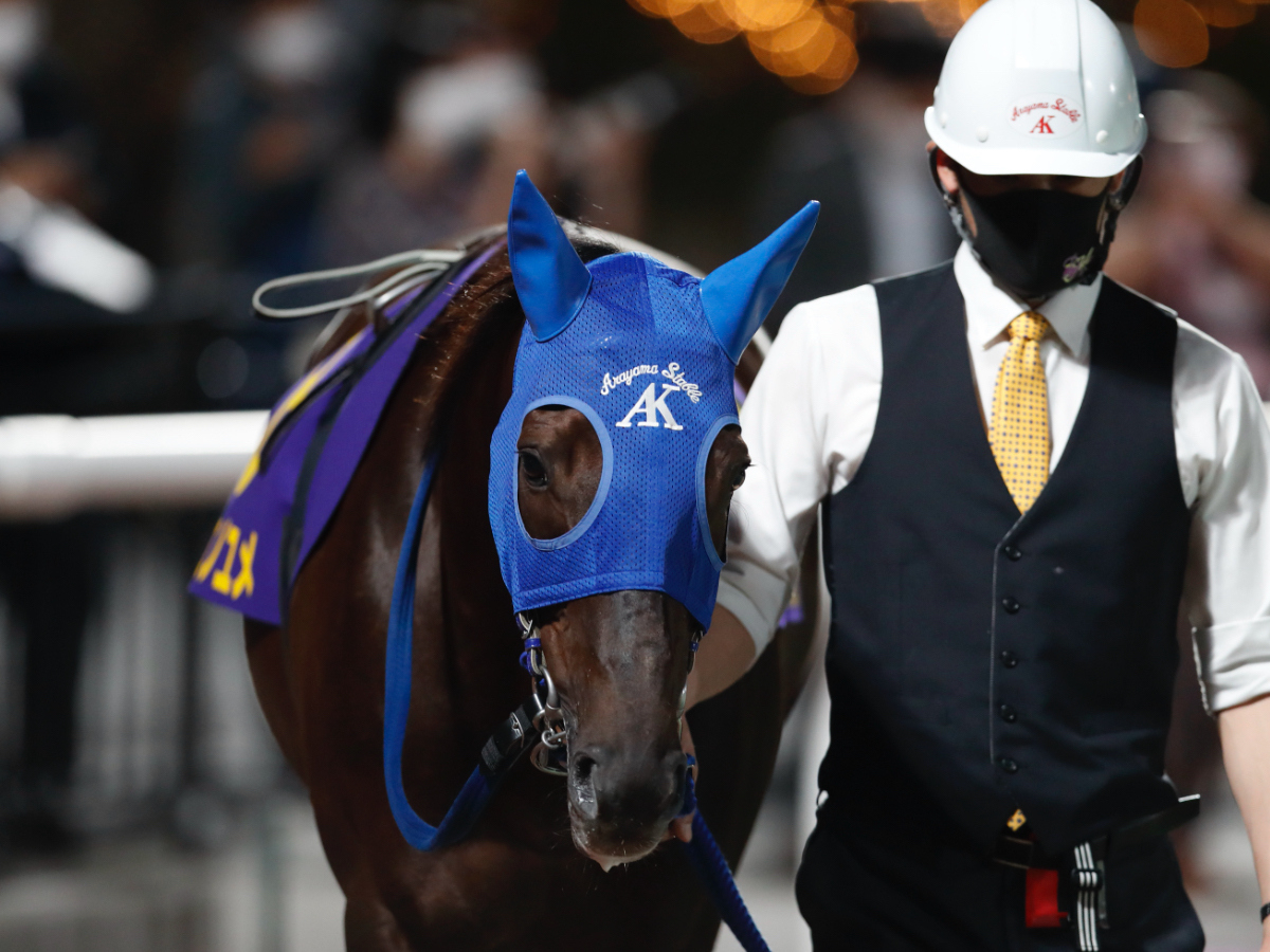 競走馬の「毛色」の種類を解説！ | 競馬用語まとめ | 競馬まとめ