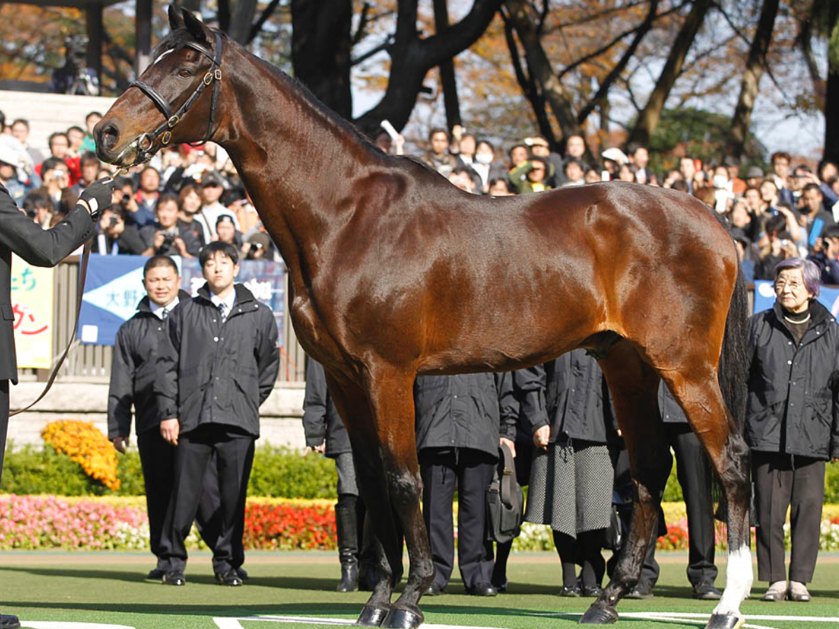 三冠馬対決まとめ】中央競馬で実現した三冠馬対決の一覧 オ