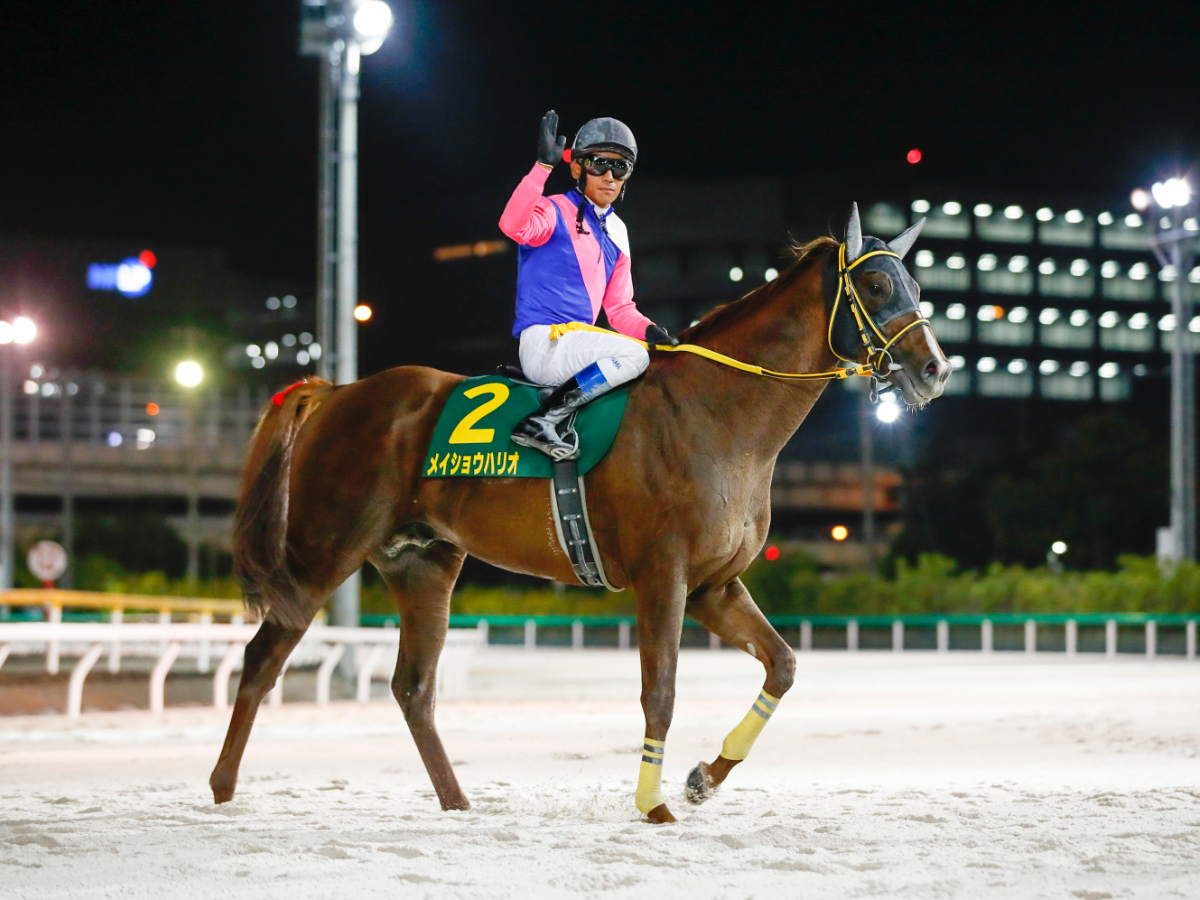 史上初の帝王賞連覇を狙うメイショウハリオ(撮影：高橋正和)