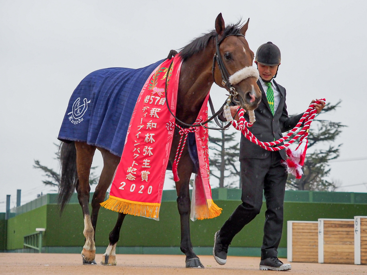 アルゼンチンで種牡馬入りする日本馬サトノフラッグ(撮影：下野雄規)